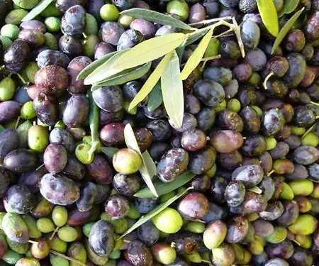 Agriturismo Le Pellicce *